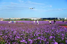 兰州新区：“临港花海” 花开正盛图片