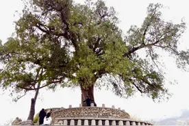 淄博有个村庄，一棵古柏站守村口3000年！村里还有原生态民宿图片