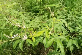 荆条-你们见过不一定认识哦图片