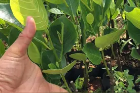 泰国8号红玉菠萝蜜苗图片