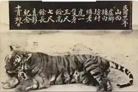 山西运城曾经有华北虎图片