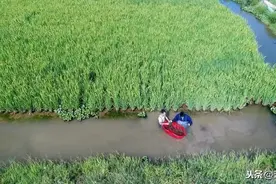 6月不保草，7月草不保！6月份水草管理要点，你不容忽略图片