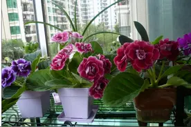 楼房养花，建议大家，选这2种，“花叶”俱美，“耐阴”好养图片