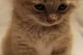 为了让猫怀孕主人强行把两只猫锁在一起，第二天去看的时候傻眼了图片