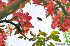 农业农村部管理干部学院花百科之海棠花（杨思杰摄）图片