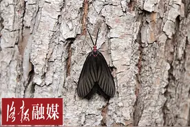 快看，黑蝴蝶！洛阳园林绿化部门：这是有害的锦斑蛾图片