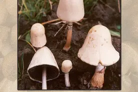 野生菌中毒事件频发，务必认清这几种毒蘑菇！图片