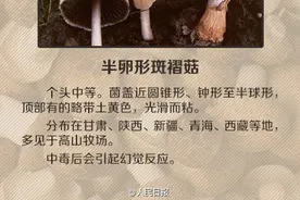 野生菌中毒事件频发，务必认清这几种毒蘑菇！图片