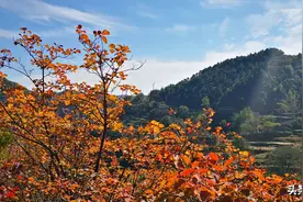 太行山的红叶红了，韩家洼已经进入最佳观赏期，错过还要等一年图片