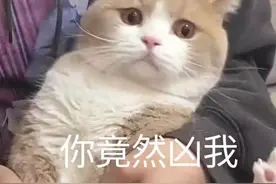 表情包：你竟然凶我图片