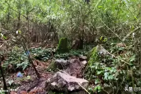 一个人徒步穿越都江堰龙池森林公园，乌鸦叫时感受到了死亡气息图片