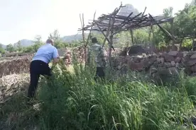 郭大爷家的待产母牛走失 井陉三位民警徒步十里帮助找回图片