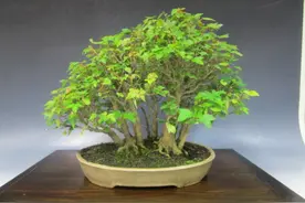 爱木盆景I 枫树丛林精品，看着不大却有60年的树龄图片