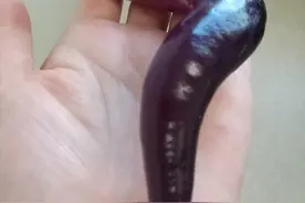 一波画风跑偏的蔬菜瓜果，一个个感觉都成精了图片