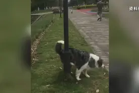 上海某小区，宠物犬在路灯杆旁撒尿触电死亡，主人向物业索赔5万图片