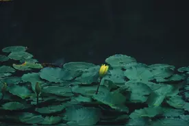 本是天庭粉红仙，倾心一恋动尘寰...图片