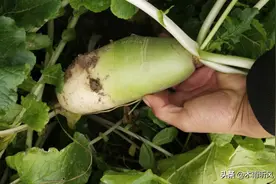 什么时候种植萝卜好？种植秋萝卜有哪些需要注意的？图片