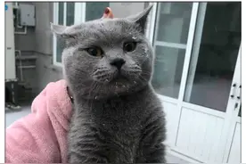 蓝猫离家出走一星期，回到家后边吃边流泪，蓝猫：妈妈，吓死我了图片