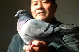 揭秘“赛鸽”比赛幕后：亿元奖金和百亿产业链，让土豪纷纷玩上瘾图片