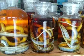 云南“泡酒”让人大开眼界，蚂蚁酒还能接受，大蒜泡酒你敢喝吗？图片