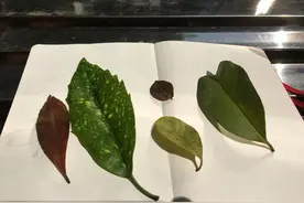 自然笔记作业完成啦！图片