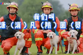 3只消防搜救犬取名潇潇凡凡圆圆，谐音亮了！网友：这名字带口音啊图片
