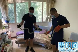 夏季小心蛇出没频繁!贵阳南明消防一天抓了5条蛇图片