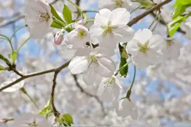 “避堵”指南！实拍青岛这些赏樱好地方！图片