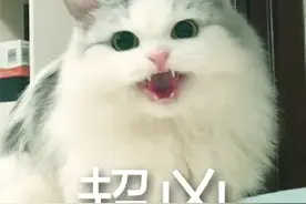 惊！厦门一男子半年里被猫咬伤两次！医生：近期宠物咬伤人事件频发图片