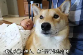 女主人生了孩子，柴犬带娃困到打瞌睡，狗：谁才是亲妈啊图片