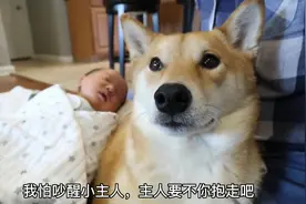 女主人生了孩子，柴犬带娃困到打瞌睡，狗：谁才是亲妈啊图片