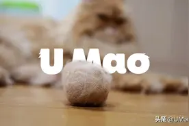 小猫咪吐的毛球到底什么样？其实很多人都没见过图片