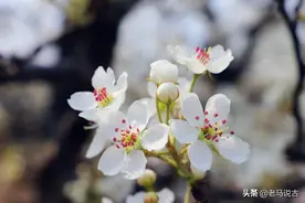 山河无恙，梨花又开放图片