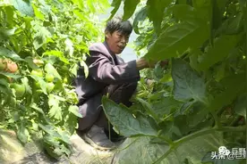 “沙瓤、自然熟、小时候的味道”，这种西红柿网上卖脱销图片