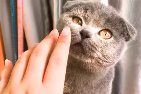 听说有小可爱想看我的猫？满足你，这是一只叫“耳朵大”的吃货猫视频封面