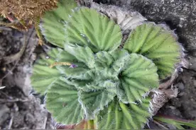 消失100多年后！云南再次发现濒危物种 说明生态环境真的好吗？图片