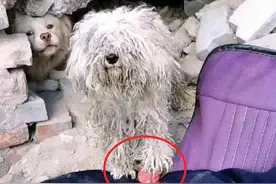 一只流浪的比熊犬，脚上还穿着小红鞋：也曾是谁家的小可爱呀图片