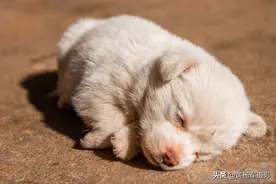 狗狗的成长模样，我们不仅是喜欢它的可爱更是那份忠诚，看看怎样图片
