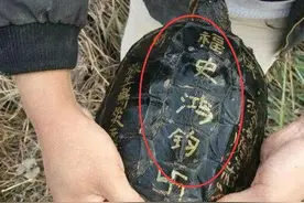 小伙钓到巨型乌龟刚想放生，老汉上前细看慌忙阻止，小伙险酿大祸图片