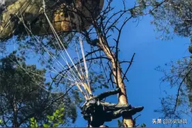 二战伞兵被挂树上，挂了70年才被找到，已成白骨身上都是杂草图片