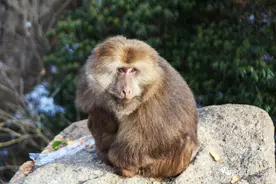 山大王～黄山短尾猴（藏酋猴黄山亚种）上图片