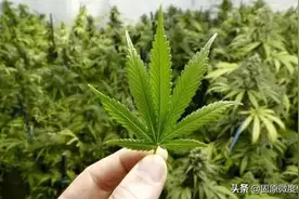 彭阳男子被“判一缓一”，竟是因为种了这玩意…图片