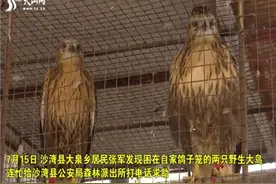 两只鵟偷吃鸽子反被困图片