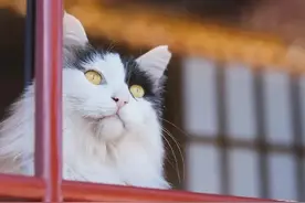 故宫猫走红 | 它们活出了人类该有的样子图片