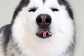 看着哈士奇的这些大头照真的是太可爱了 二哈也有可爱的一面图片