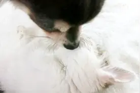 猫狗一家亲，狗狗温柔的舔舐猫咪的脸，完全停不下来视频封面