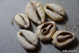 先秦流通货币是贝壳，为啥人们不去海边捡？专家：不捡才是聪明人图片