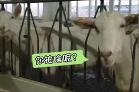 啥？奶山羊竟然会说话！说的还是陕西话！来听听“小奶羊”的“大志向”图片