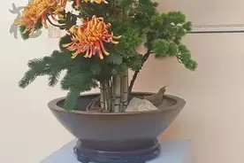 趣味测试：四个盆景，你想要买哪个，测下个月你有什么好事登门图片