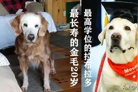 趣新闻：1只获得知名大学博士学位的拉布拉多和1只20岁高龄的金毛图片